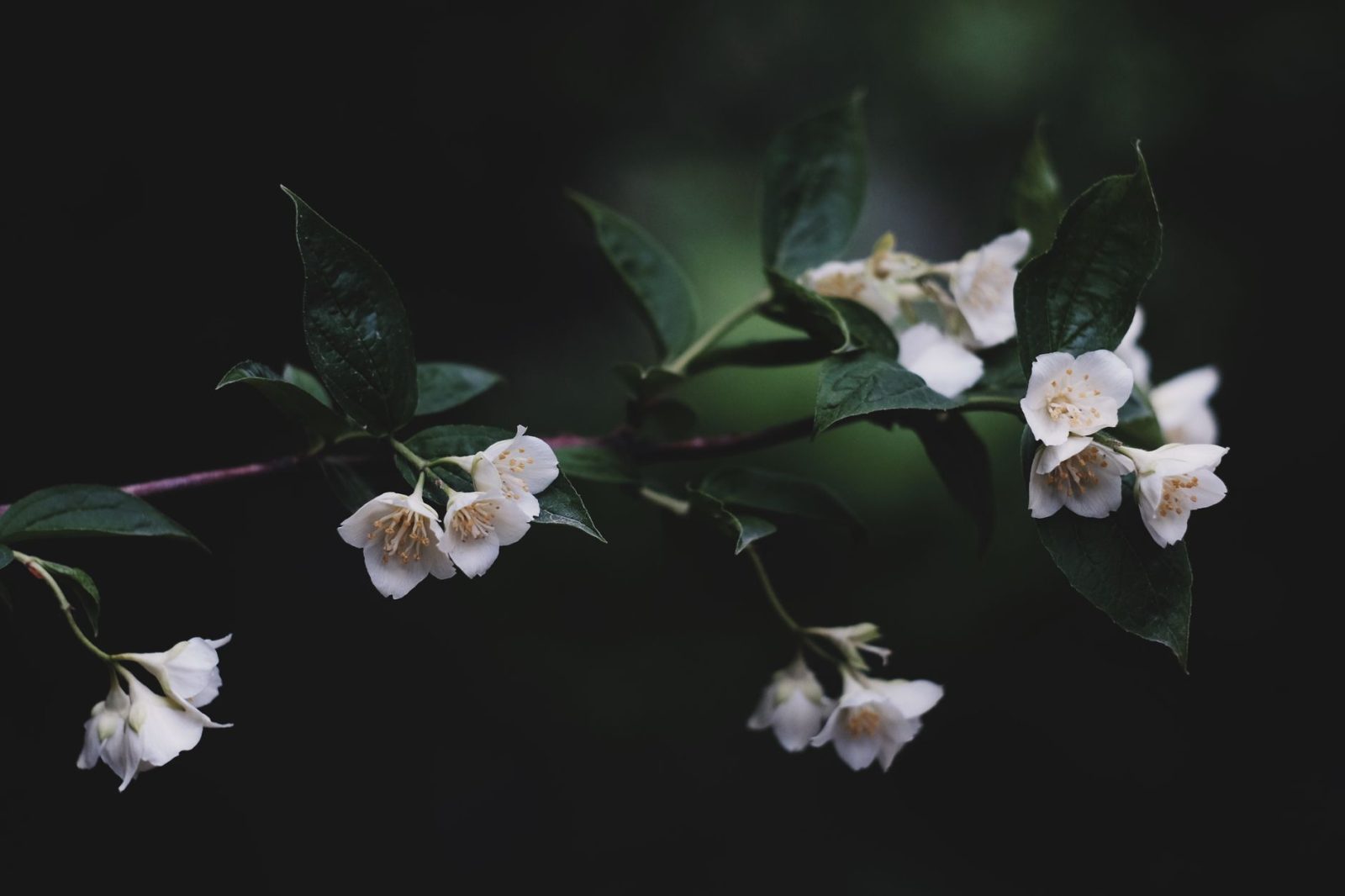 茉莉花茶的功效与作用